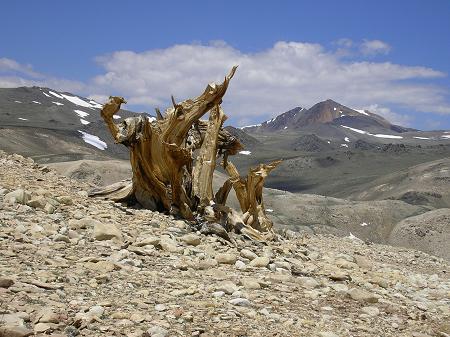 BCP at timberline