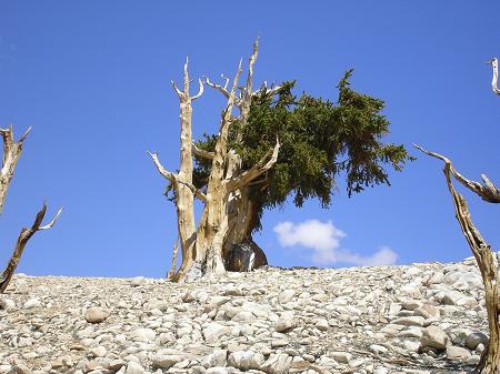 wind stress at timberline