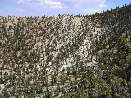 methuselah Ridge